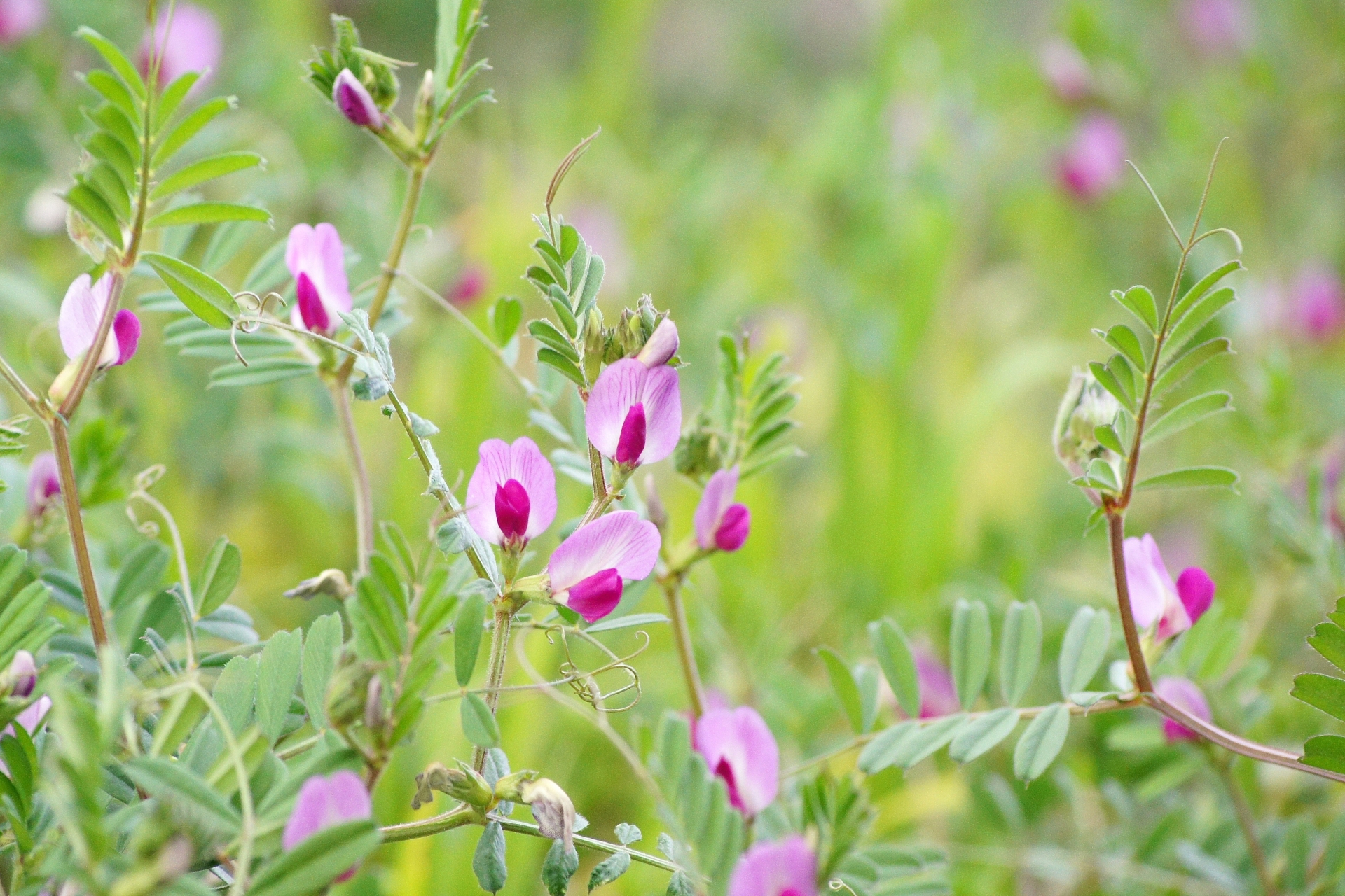 庭の野草で簡単ヘルシーなお茶づくり